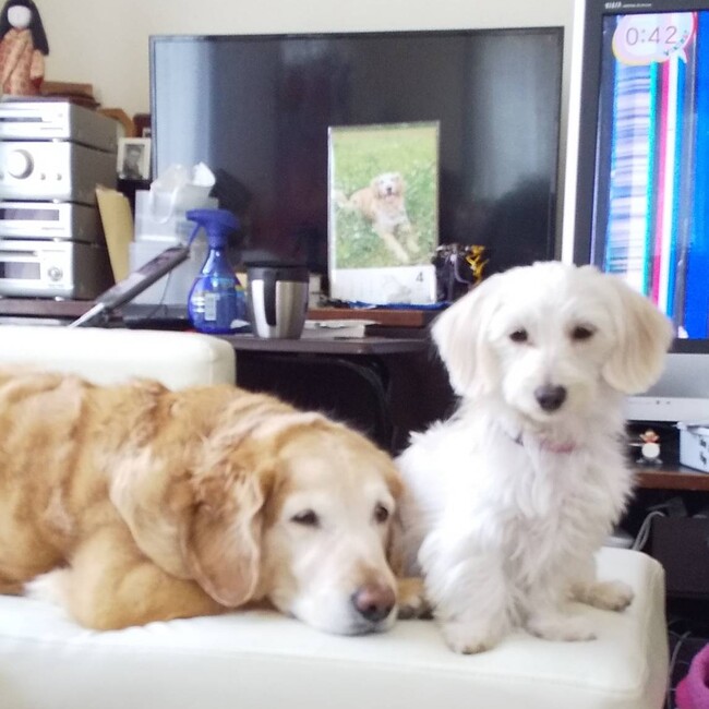 いしりゅうのカバー写真