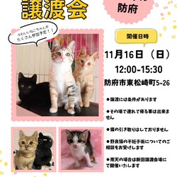 保護ねこ譲渡会inスマイルほうふ