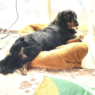 マロンくん、里親募集中