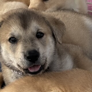 ずっとの家族を探してます