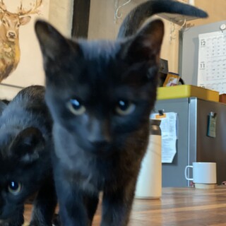 生後3か月、オスです✨