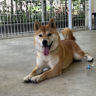 ♦︎遊ぶの大好き たこまる♦︎