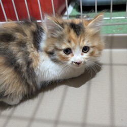 かわいい三毛長毛ちゃん