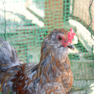 若い綺麗なアローカナ（オス）１羽です。