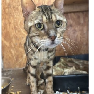ベンガルクマページ ベンガル × 大分県が募集対象」保護猫の里親募集情報 :: ペットの