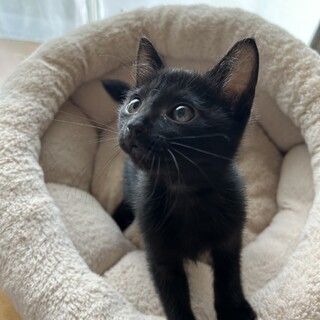 可愛らしい　コットンくん