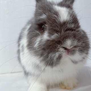 ぷっくり下膨れのネザーランドドワーフの男の子‎