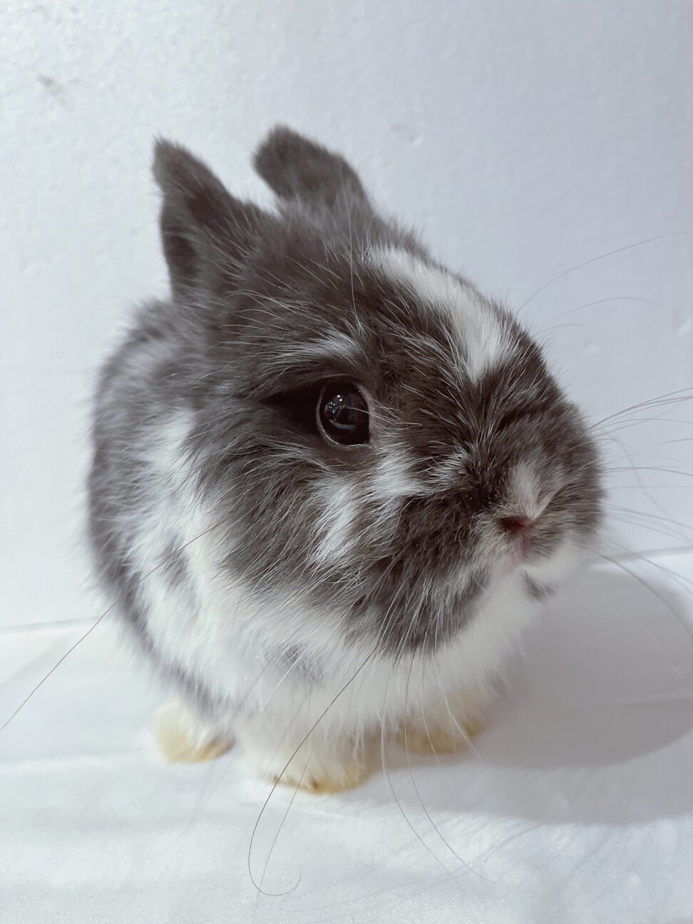 ぷっくり下膨れのネザーランドドワーフの男の子‎ サムネイル2