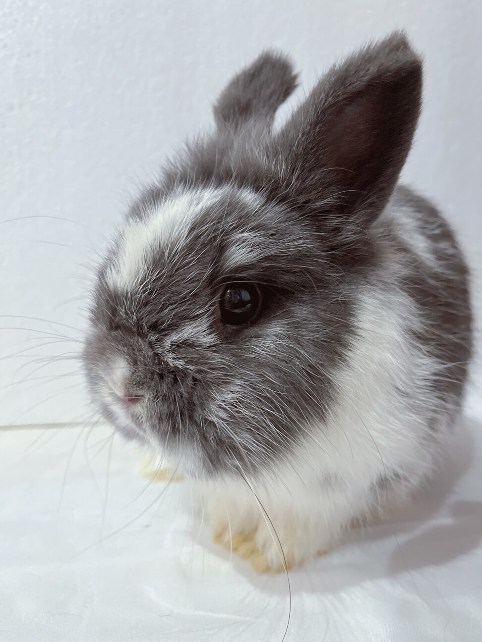 ぷっくり下膨れのネザーランドドワーフの男の子‎ サムネイル3