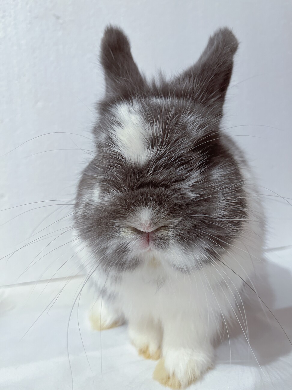 ぷっくり下膨れのネザーランドドワーフの男の子‎ サムネイル4