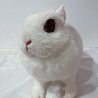 おめめぱっちりドワーフホトの女の子