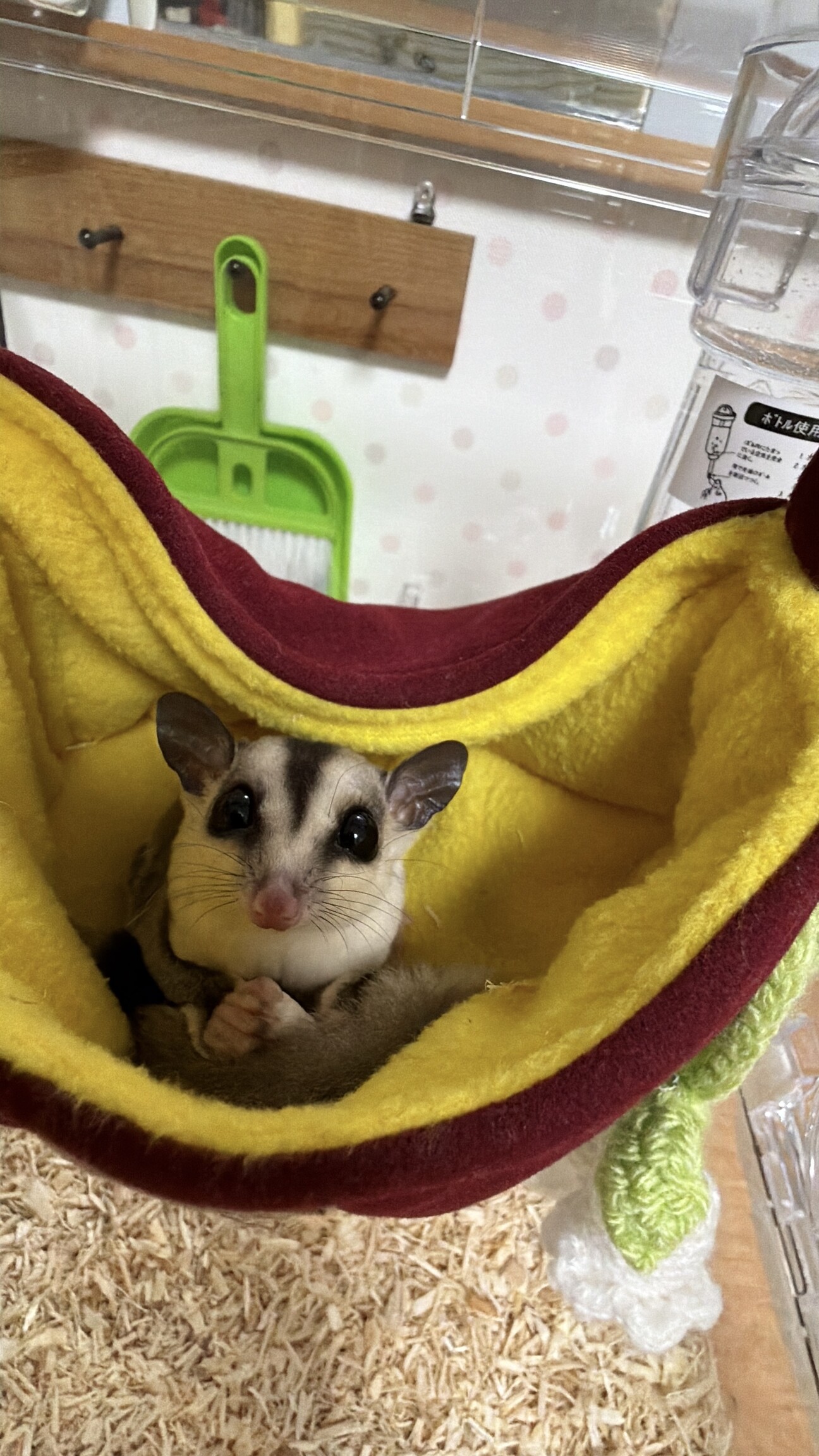 フクロモモンガ 脱囊4ヶ月 メス サムネイル1