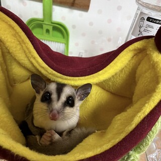 フクロモモンガ 脱囊4ヶ月 メス