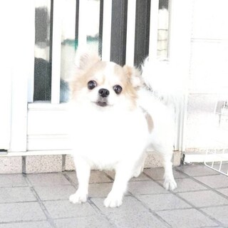 チワワロングの女の子