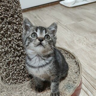 ラブリーちびっこ姉妹 ✦ サバトラ