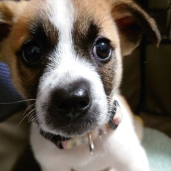 ぼんちゃん、でっかくなってる……？？