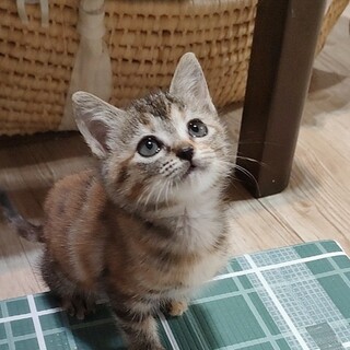 ラブリーちびっこ姉妹 ✦ むぎわらクラシック