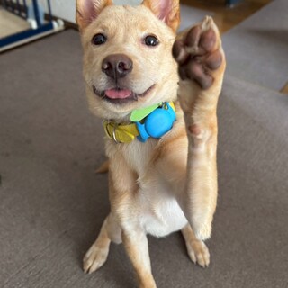 可愛いまつりちゃんのずっとのお家を探しています