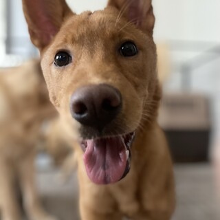 可愛いセンちゃんのずっとのお家を探しています