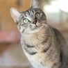 オヤツ猫じゃらし大好き★かぶきちゃん