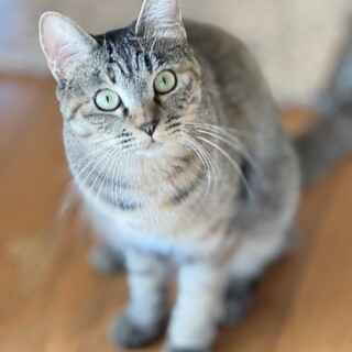 オヤツ猫じゃらし大好き★かぶきちゃん