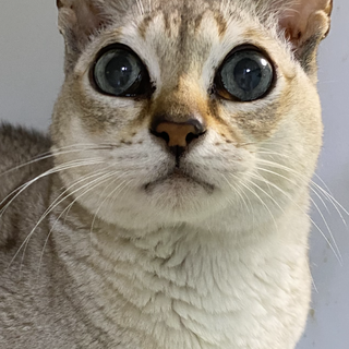 優しい男の子シンガプーラ君