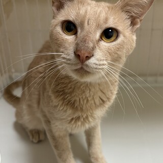 慣れにゃんこ♪三郎くん