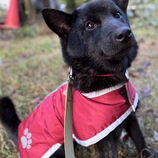 生後4ヶ月（6/27）の賢い甲斐犬の男の子❣️