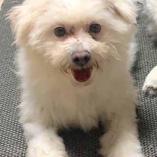 家庭犬修行中マルチーズのダイ吉です。