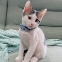 ハート模様の人懐っこいキジシロくん