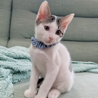 ハート模様の人懐っこいキジシロくん