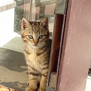 可愛がって下さる里親さんを募集しています！