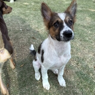 上目遣いでお耳の大きな女の子　マカロンちゃん♪