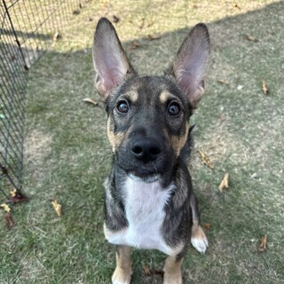 人が大好きで遊んでほしい男の子　タルト君♪