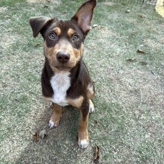 遊ぶの大好きな子犬のブラウニー君　一時中断