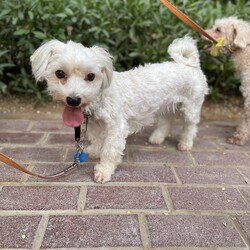 日本では滅多にいないハバニーズ
