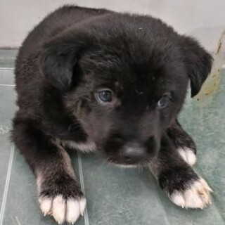 ※優先期間内にお迎え下さい。11/13日迄