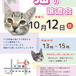 【臨時】小さなねこの譲渡会＠JR芦屋駅から徒歩3分