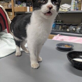 ハチワレ男の子３ヶ月