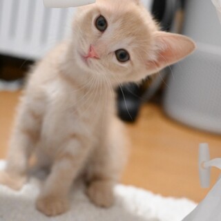 ミルクから育てたので人慣れバツグン ♡桜ちゃん