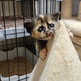 赤坂サカスで待ってます❤️　ぼたん　2ヶ月