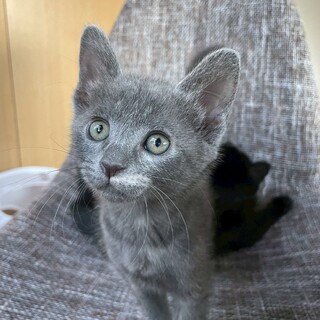 ミルクから育てたので人慣れバツグン ♡泉ちゃん