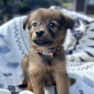 フワフワ毛並みが綺麗なモカちゃん