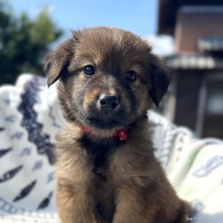 フワフワ毛並みが綺麗なブルマンくん