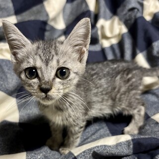 赤坂サカスで待ってます❤️　パコ　2ヶ月