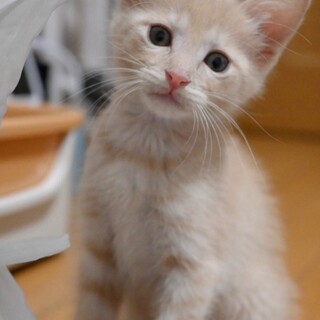 ミルクティー色♡桃ちゃん２ヶ月