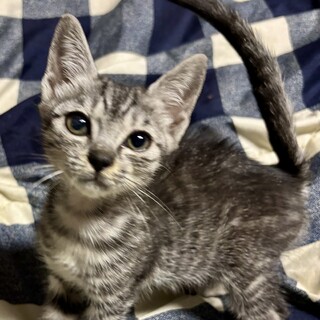 赤坂サカスで待ってます❤️　ピコ　2ヶ月