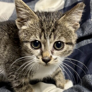 赤坂サカスで待ってます❤️　ポコ　2ヶ月