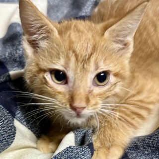 赤坂サカスで待ってます❤️　とん吉　2ヶ月