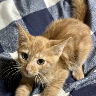 赤坂サカスで待ってます❤️　かん太　2ヶ月